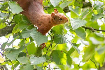 Rot-braunes Eurasisches Eichhörnchen ist auf Futtersuche in einem Haselnussstrauch und springt von Ast zu Ast auf der Jagd nach Haselnüssen und leckeren Eicheln für die Anlage von Winterspeck © sunakri