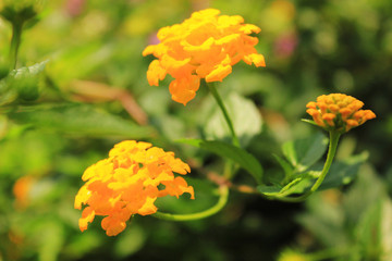 Lovely Lantana Camara Yellow Blossom