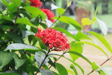 Milkweed (Asclepias)