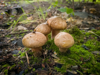 mushrooms in forest