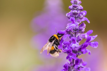 Gelb-schwarz-gestreifte Hummel bestäubt violette Blüten des Lavendel und sammelt Nektar und Blütenpollen für die Honigproduktion und für ihr Hummelnest