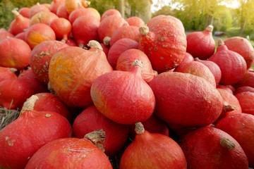 Hokkaido pumpkin on the farm market.Red pumpkin close-up background.Harvest pumpkin.Autumn vegetables 
