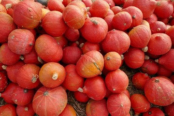 Hokkaido pumpkin on the farm market.Red pumpkin close-up background.Harvest pumpkin.Autumn vegetables farmers market.
