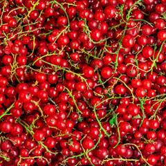 Obraz na płótnie Canvas Red currant berries background. Heap of Fresh Currant. Abstract Food texture. Top view.