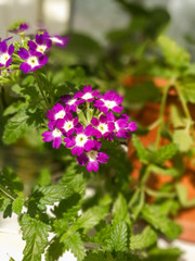 Obraz premium purple flowers in the garden