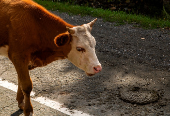 cows graze on the carriageway