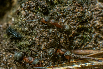 forest ants rush about their business