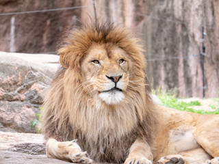 Naklejka na ściany i meble Lions at the zoo on holiday