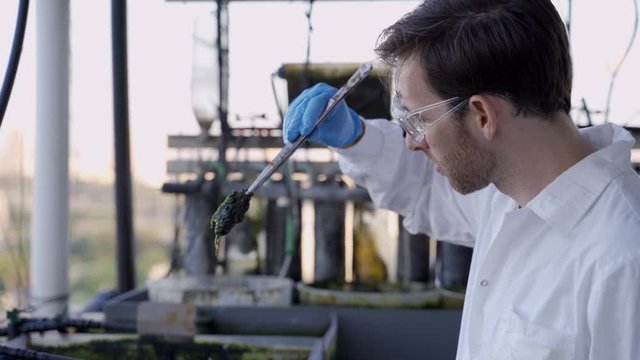 Food engineer or biotech scientist checking algae growing inside a special lab
