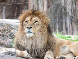 Obraz na płótnie Canvas Lions at the zoo on holiday