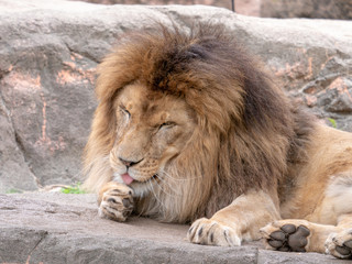 Fototapeta premium Lions at the zoo on holiday