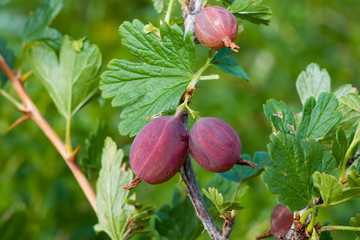 Large brown ripe gooseberry berries on a branch with green leaves, summer harvest on a Bush, close-up