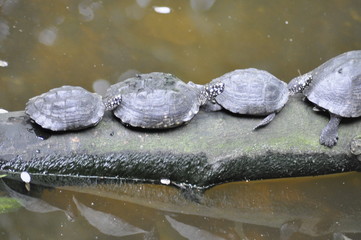 Turtle Line