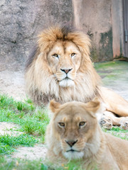 Lions at the zoo on holiday