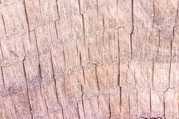 Makro-Querschnitt eines gef&auml;llten Baumes zeigt die Holzstruktur und Holzmaserung im Detail als Beispiel f&uuml;r nachhaltige Forstwirtschaft und &ouml;kologische Baumaterialien