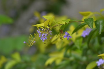 blue flowers in the garden