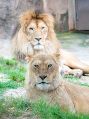 Lions at the zoo on holiday