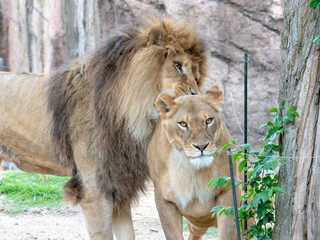 Fototapeta premium Lions at the zoo on holiday