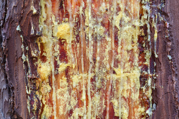 Aprovechamiento de resina. Corte en un Pino Resinero, Negral. Pinus pinaster. Tabuyo del Monte, León, España.