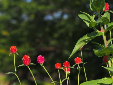 74 件の最適な センニチコウ属 画像 ストック写真 ベクター Adobe Stock