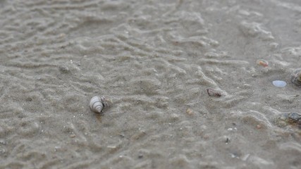 Close-up view of hermit crabs crawling on the beach