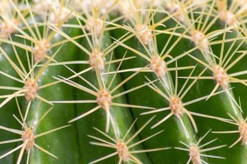 Grüner Kaktus mit langen spitzen Stacheln und grünem Sukkulenten-Gewebe aus der Familie der Kakteengewächse trotzt Dürre, Hitze und Trockenheit im Sommer und der Wüste