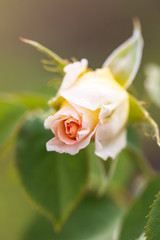 yellow red rose flower in the garden