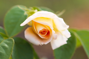 yellow red rose flower in the garden