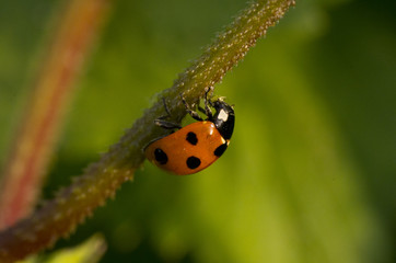 ladybird on leaf