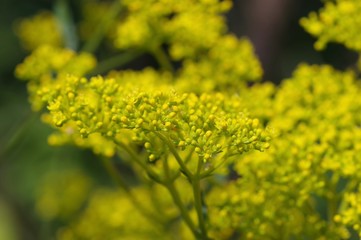 オミナエシ（女郎花）