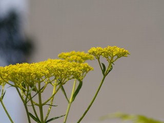 オミナエシ（女郎花）