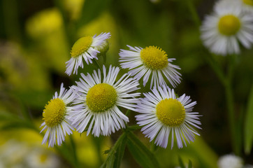 Obraz premium hblossom of Annual fleabane flower