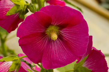 pink holly hock flower