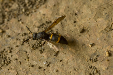 kind of wasp on the ground