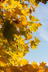Trees with fall foliage on country park