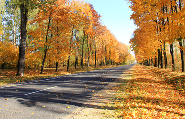 Trees with fall foliage on country park