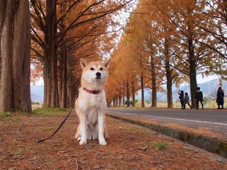 紅葉のメタセコイア並木と柴犬