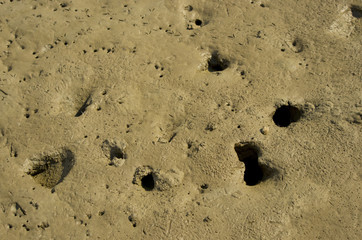 crab holes on mud flat