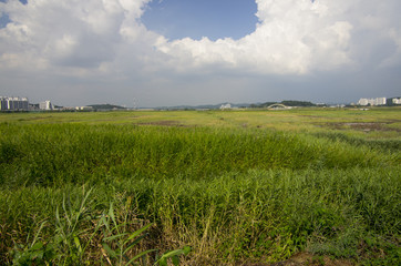 paddy field under cloudy sky