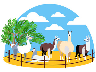 Seth, animals lama. Farming. In minimalist style Cartoon flat raster