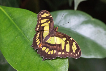 Malachite butterfly (Malachitfalter, Malachit, Siproeta stelenes, Metamorpha stelenes)