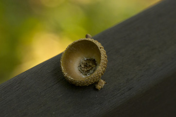 the cup of an acorn 