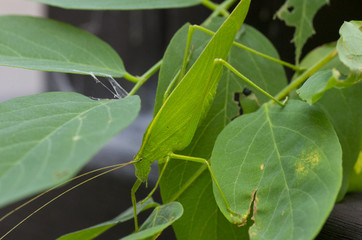 green grasshopper on a leaf
