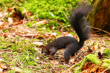 im Leben eines Eichhörnchens © MerkAngela.WH