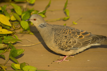 dove in the park
