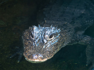 Beautiful animals in the zoo