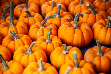 sweet pumpkins aline to be sale neat thanksgiving day