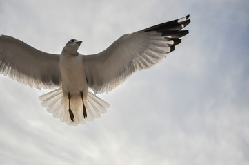 seagull flying in a beautiful sky at the beach with ocean backdrop and sunset