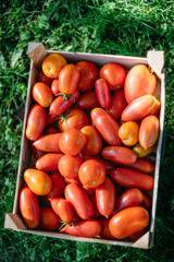 tomatoes in a box