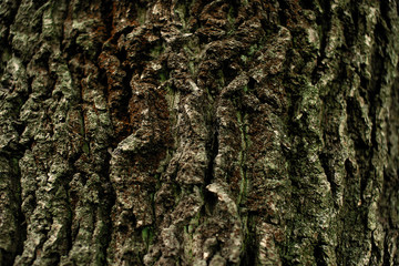 Texture of the brown bark of a tree with green moss.